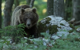 Картинка лес, медведь, топтыгин