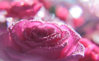 Картинка цветок, капли, макро, розовый, роза