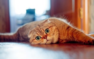 Картинка Шотландская вислоухая кошка, кошка, мордочка, взгляд