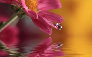 Картинка waterdrop, цветок, вода, капля, природа, macro