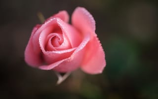 Картинка цветок, капли, макро, роза, бутон, розовый