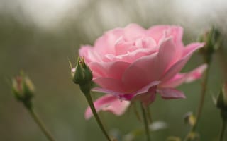 Картинка цветок, макро, бутон, розовая, роза