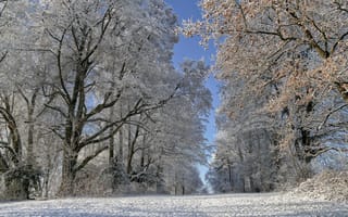 Картинка зима, дорога, иней, деревья, Швейцария