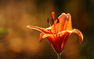Картинка цветы, оранжевый, сад, лепестки, лилии