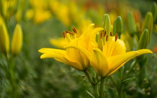 Картинка цветы, желтый, размыто, лилии, сад