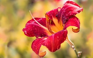 Картинка капли, цветы, желтый, красный, лилии, роса, яркие