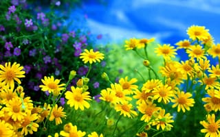 Картинка ромашки, полевые, цветы, жёлтые