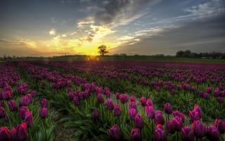 Картинка Тюльпаны, Дания, цветы, поле, закат