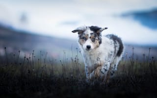 Обои поле, природа, аусси, собака, щенок, австралийская овчарка, прогулка, былинки