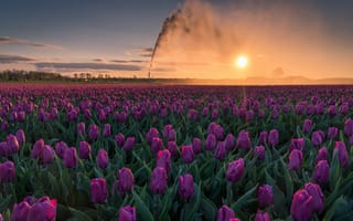 Картинка поле, небо, природа, утро, солнце, тюльпаны, цветы, пейзаж