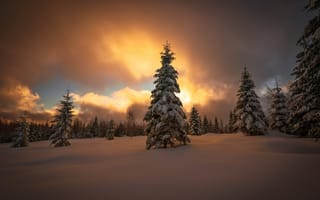 Картинка зима, снег, закат, лес