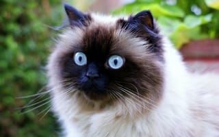Картинка кот, голубые глаза, морда