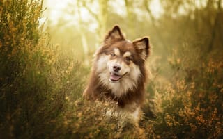 Картинка морда, собака, трава, Финский лаппхунд, взгляд