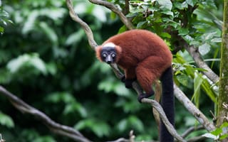 Картинка деревья, ветки, лемур, дикая природа, листва