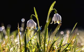 Картинка трава, капли, цветы, темный, роса, подснежники, парочка, сияние