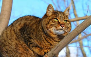 Картинка кошка сама по себе, имя Пушок, кошка на дереве, кот, кошка, пушистая кошка, зеленые глаза