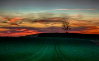 Картинка поле, дерево, закат