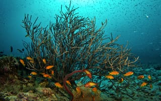 Картинка подводный мир, океан, кораллы, рыбы
