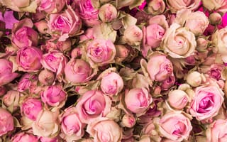 Картинка цветы, розы, romantic, бутоны, beautiful, pink, roses, розовые, flowers