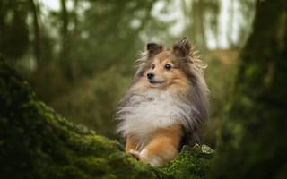 Картинка портрет, Шетландская овчарка, собака, дерево, мох, Шелти