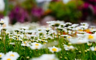 Картинка Ромашки, цветы, поляна, природа, боке