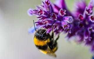 Картинка цветок, пчела, боке, макро