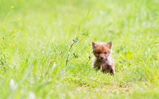 Картинка зелень, лето, дикая природа, поляна, маленький, лиса, природа, трава