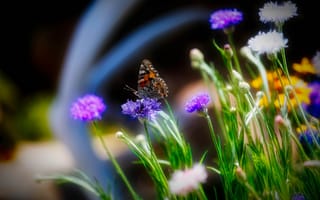 Картинка бабочка, цветы, лето, поле