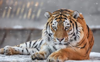 Картинка дикая кошка, морда, Амурский тигр, взгляд, хищник, портрет