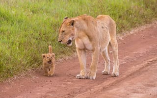 Картинка львёнок, львица, Mother & Child