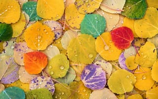 Картинка макро, тополь, листва, цвета, осень