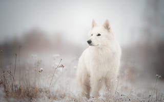Картинка Белая швейцарская овчарка, собака, снег, трава