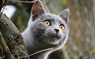 Картинка кот, глаза, морда, взгляд