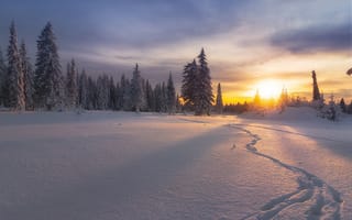 Картинка следы, закат, лес, Россия, ели, зима, снег