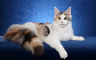 Картинка Maine Coon, кошка, Мейн-Кун, кот, cat