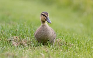 Картинка зелень, трава, серый, птица, природа, поляна, прогулка, утки