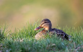 Картинка трава, природа, серый, птица, сидит, утки