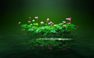 Картинка пруд, листья, островок, вода, цветы