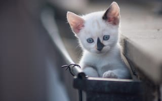 Картинка малыш, голубые глазки, котёнок, боке, мордочка