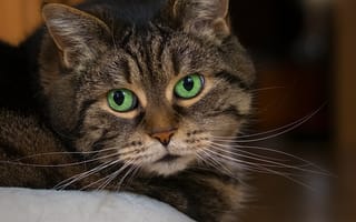 Картинка кот, полосатый, взгляд, портрет
