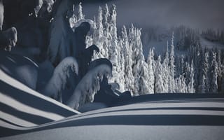 Картинка зима, снег, природа, лес