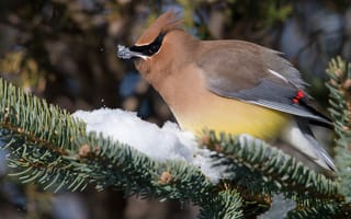 Картинка зима, снег, природа, ель, ветки, клюв, птица