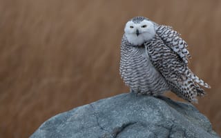 Картинка поле, белый, сова, камни, птица, природа, животное