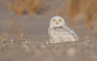 Картинка песок, белый, сова, взгляд, природа, глаза, желтый