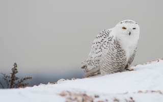 Картинка зима, белый, природа, сова, снег, небо, животное
