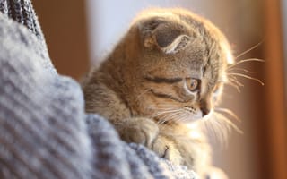 Картинка кошка, серый, британский, полосатый, шотландский, котёнок, вислоухий