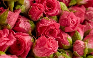Картинка цветы, pink, fresh, roses, розовые, flowers, natural, розы