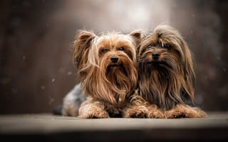 Обои парочка, собаки, Йоркширский терьер, портрет