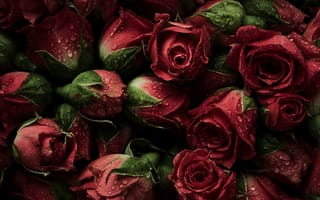 Картинка цветы, red, розы, natural, fresh, бутоны, красные, roses, flowers