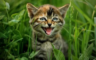 Картинка природа, трава, кот, котёнок